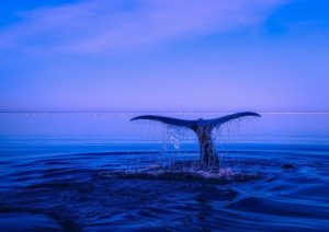 sea
