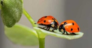PHENOMENA OF BIOLOGICAL ANTIGRAVITATION